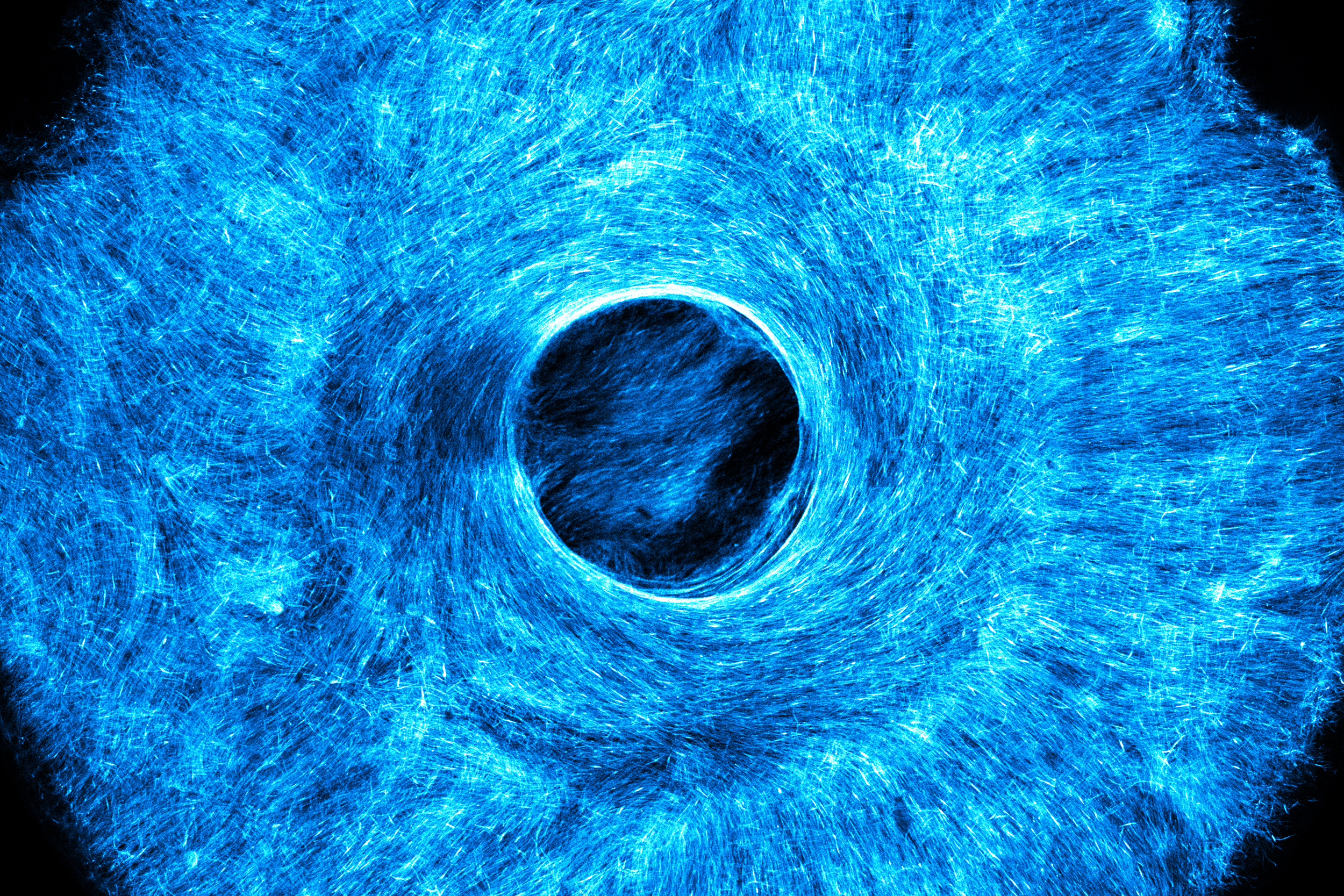 Artificial muscle flexes in multiple directions, offering a path to soft, wiggly robots