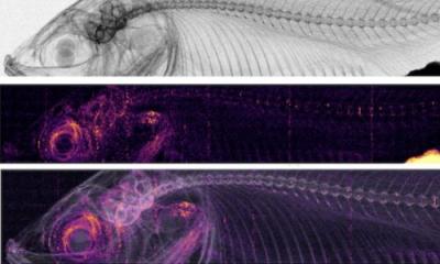 One X-ray, three images: new method unveils hidden features