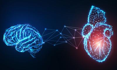 Why cardiovascular disease and depression often develop together