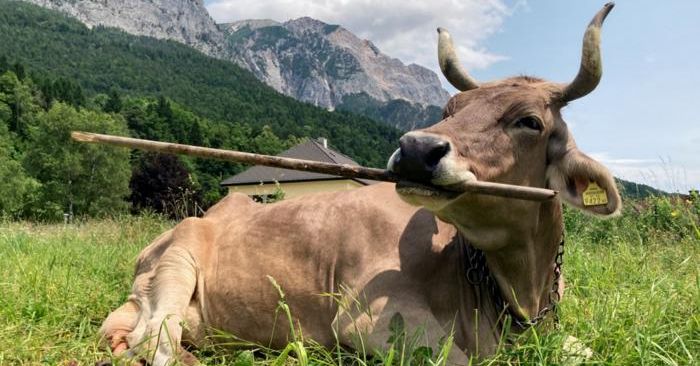 &lsquo;Veronika&rsquo; Is the First Cow Known to Use a Tool