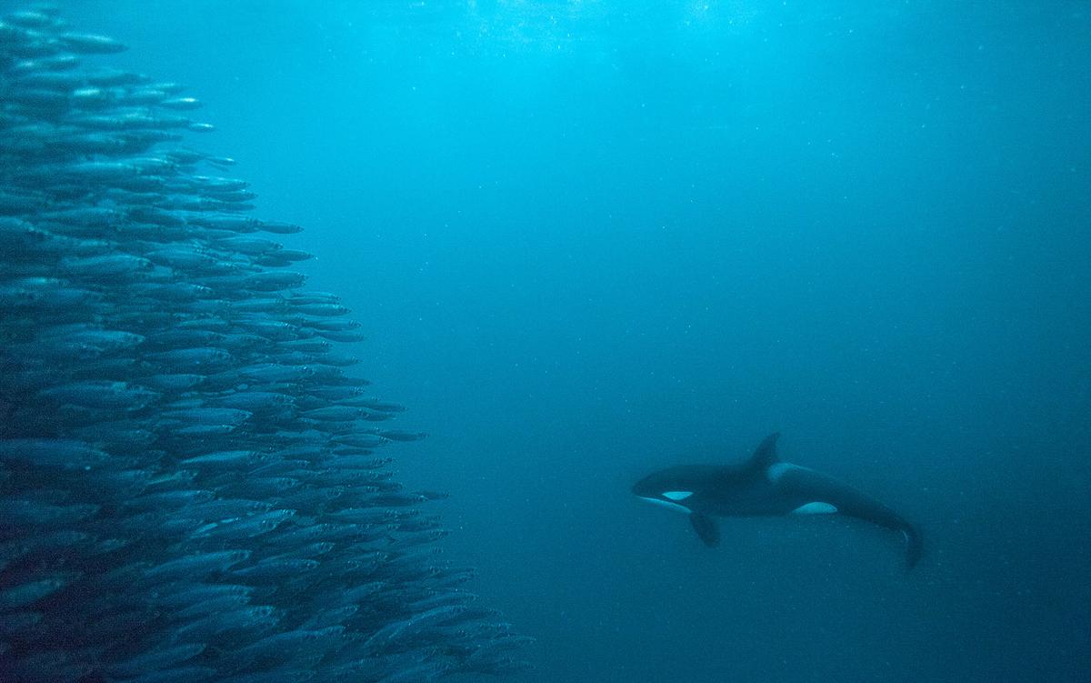 Science in flux: is a revolution brewing in evolutionary theory? | Aeon Essays