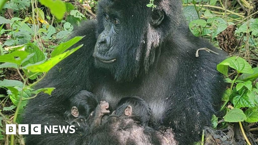 Rare mountain gorilla twins born in DR Congos Virunga National Park