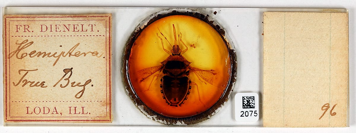 'Making the Invisible Visible' Highlights an Ambitious Digitization Project at Harvard