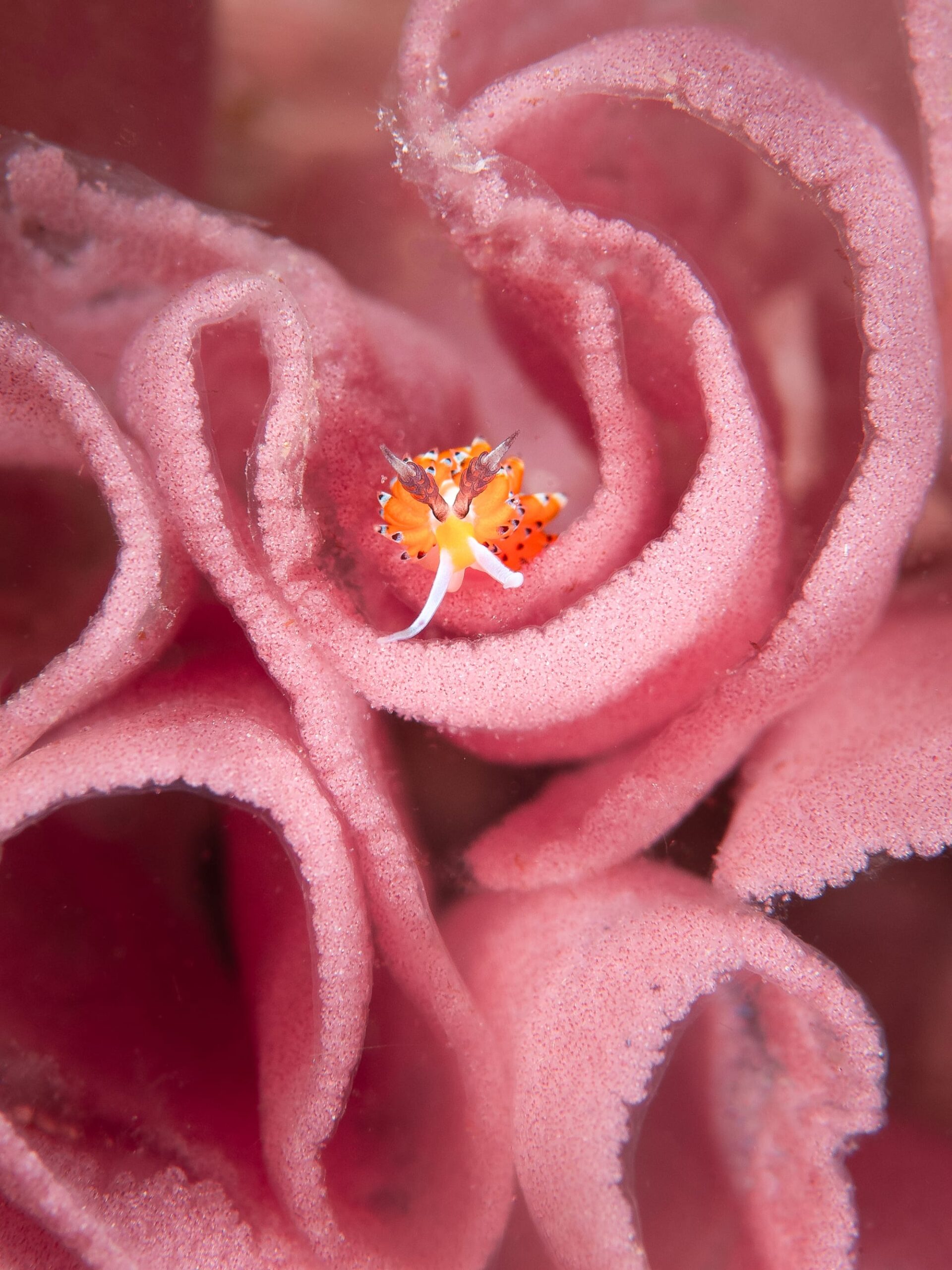 Rare Glimpses of Diverse Marine Life Take the Stage in This Year's Ocean Art Photography Contest