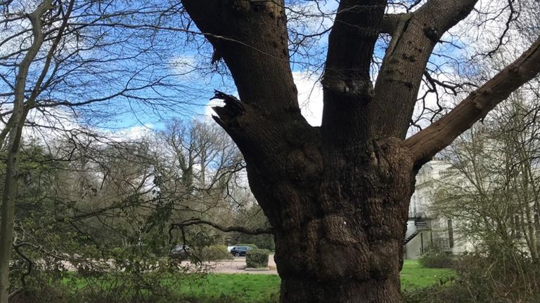 Toby Carvery restaurant facing eviction over felling of ancient oak tree
