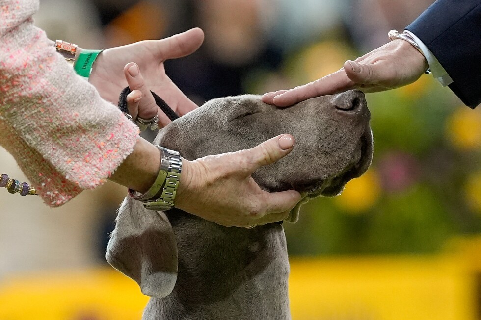 7 Dogs Compete for Westminster Show’s Big Prize Tuesday
