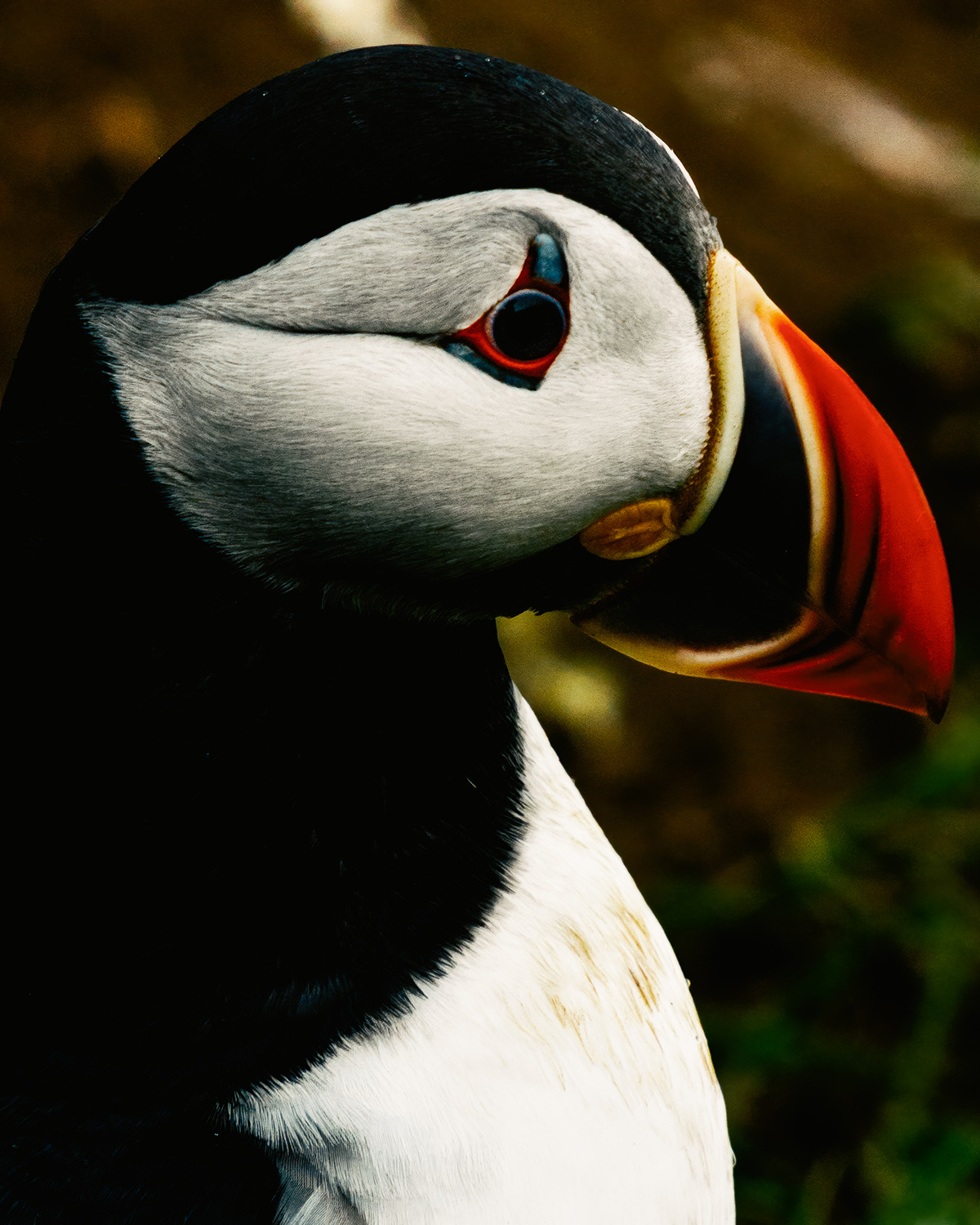 "Lupine" by Photographer Daniel Dorsa