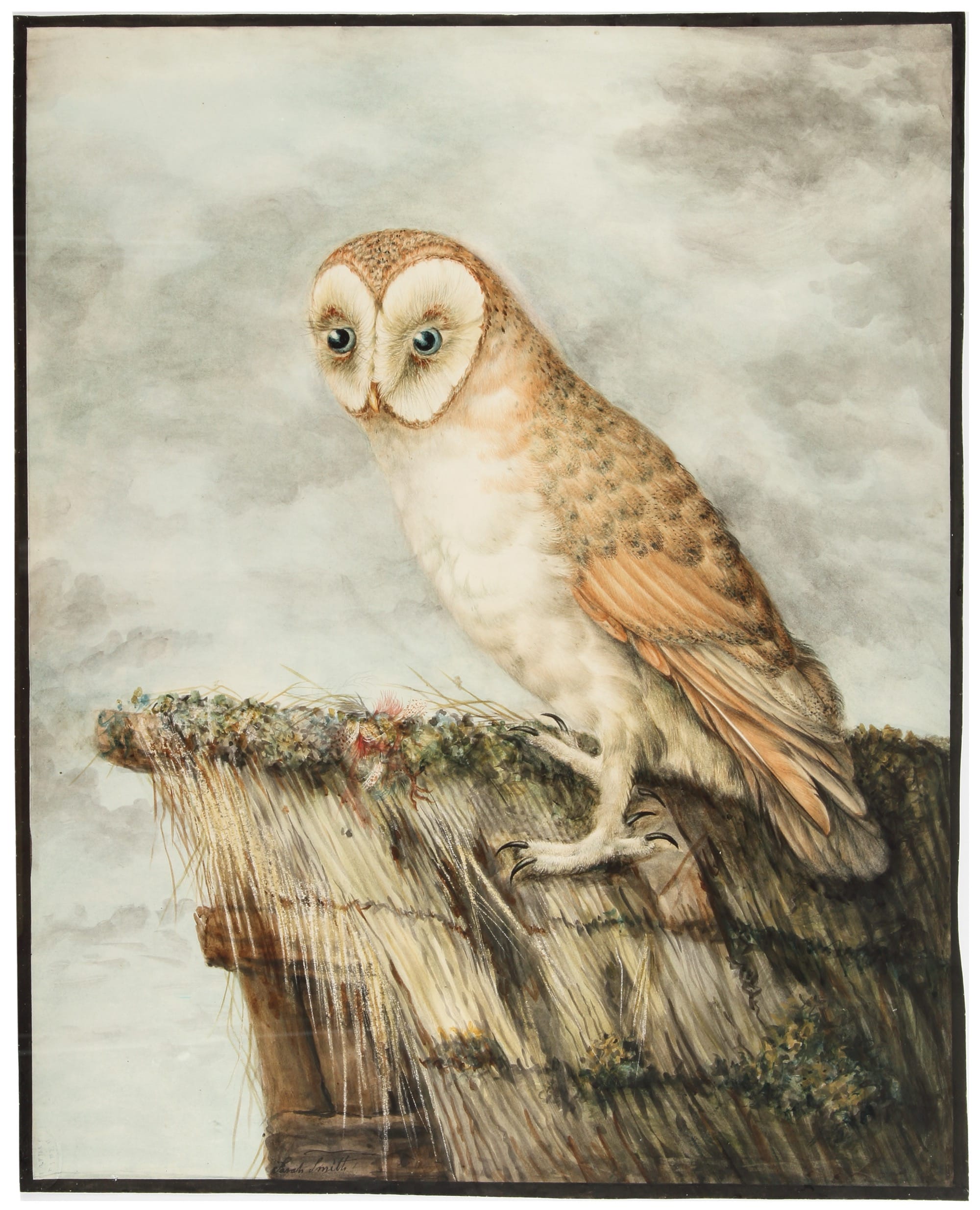 'Sarah Stone&rsquo;s Unseen World' Highlights Avian Paintings by an 18th-Century Talent