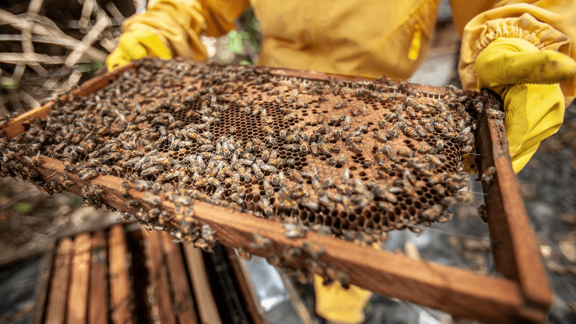 UBEES secures &euro;8M to support global expansion of regenerative pollination