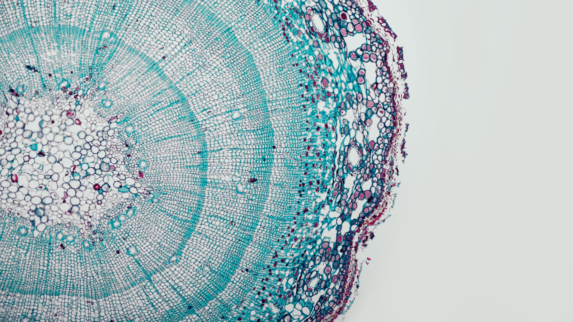 Decoding DNA with AI: Living Models emerges from stealth with M