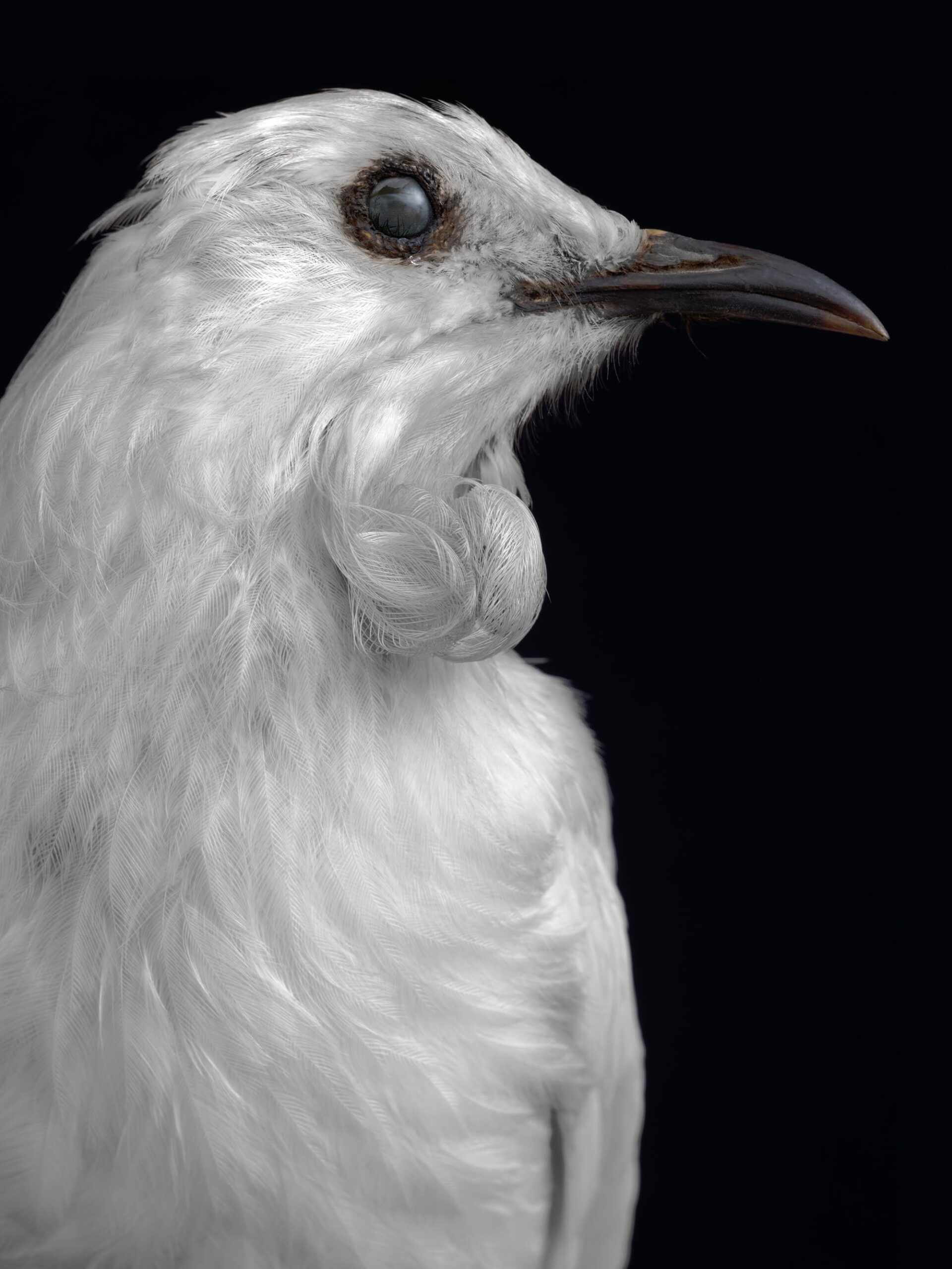 Spectral Birds Endemic to New Zealand Find New Life in Fiona Pardington's Portraits