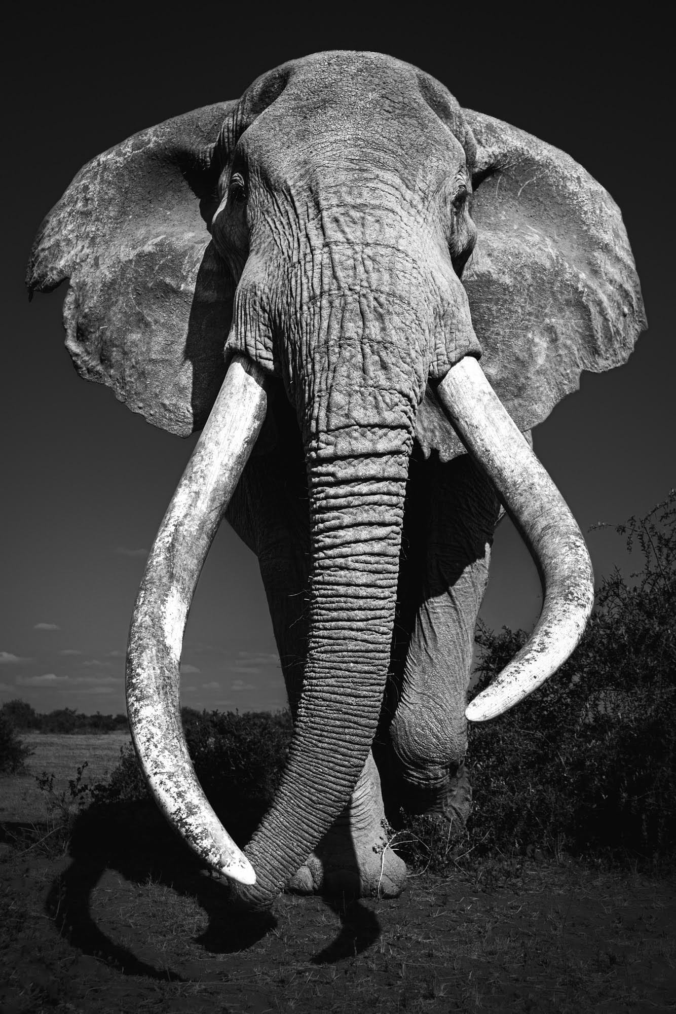 Johan Siggesson's Striking Portraits of 'Big Tuskers' in Kenya