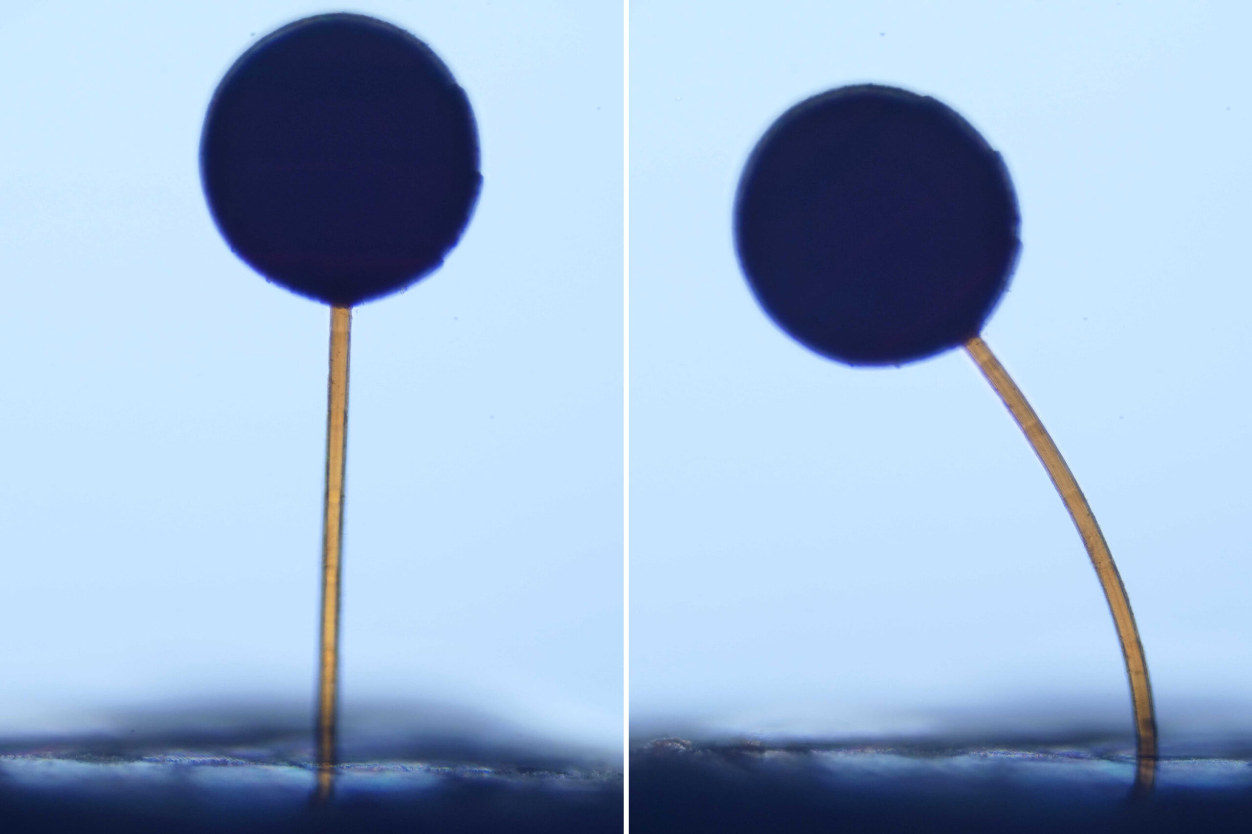 With a swipe of a magnet, microscopic &ldquo;magno-bots&rdquo; perform complex maneuvers