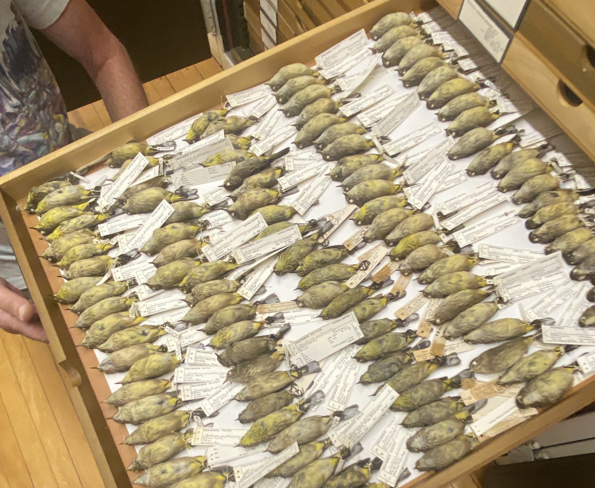 Around North America, Community Members Are Stitching 10,000 Fabric Birds