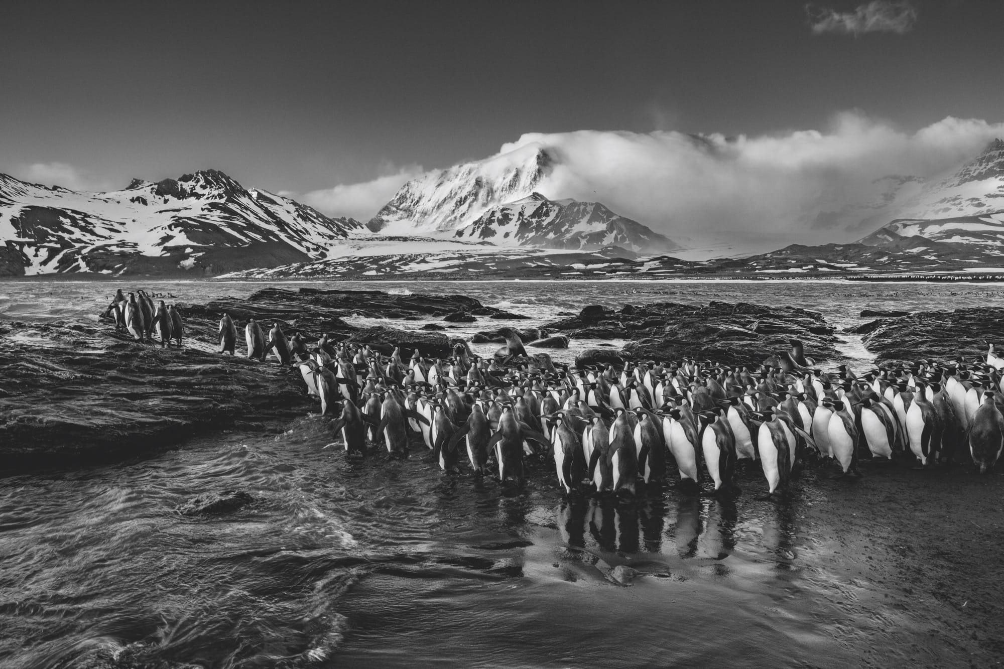 In 'Reverence,' Three Decades of Paul Nicklen's Remarkable Photographs Exalt Nature