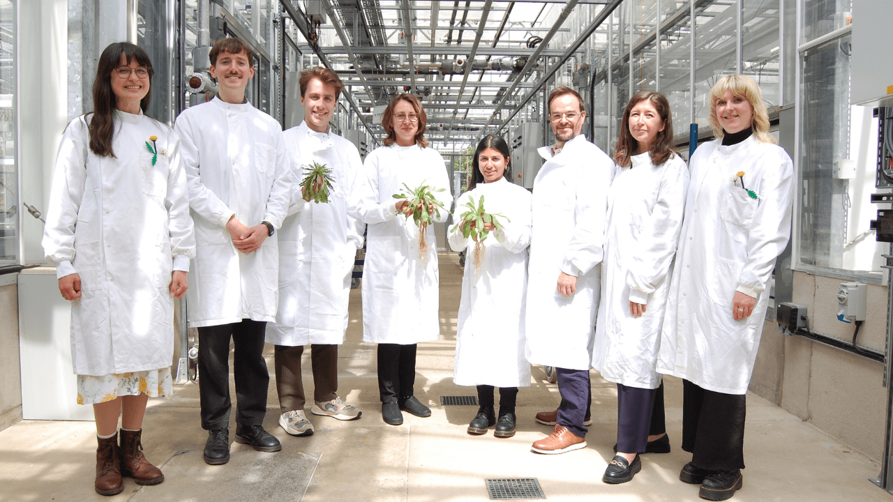 QuberTech raises £3.4M to develop sustainable natural rubber from engineered dandelions QuberTech raises £3.4M to develop sustainable natural rubber from engineered dandelions