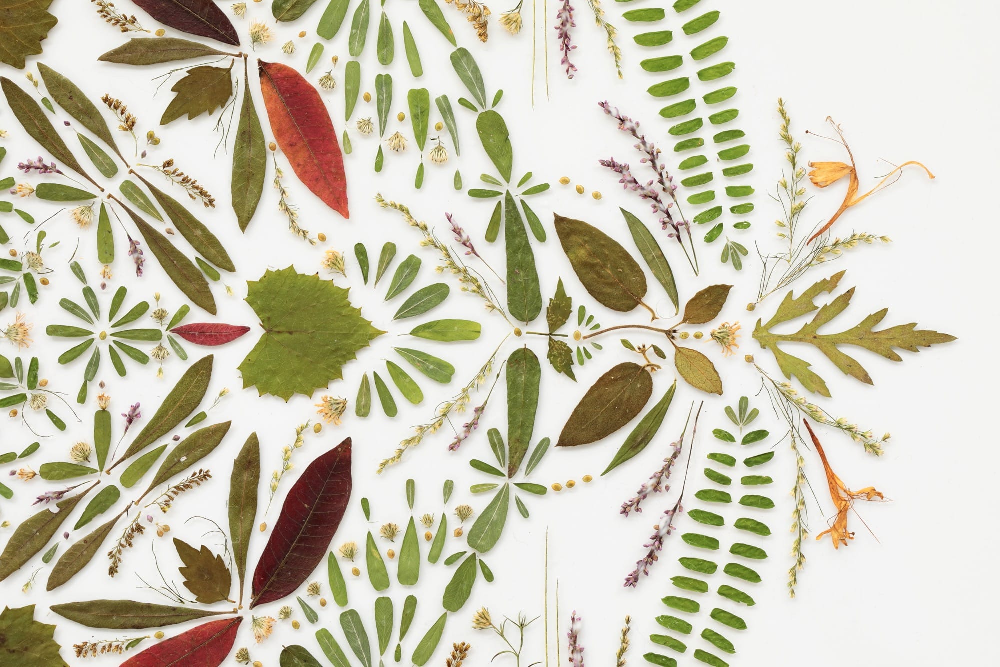Hillary Waters Fayle Creates 'Portraits of Place' from Seeds, Foliage, and Petals Hillary Waters Fayle Creates 'Portraits of Place' from Seeds, Foliage, and Petals